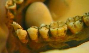 Зубы скелета из КВ 55