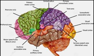 Функциональные центры мозга