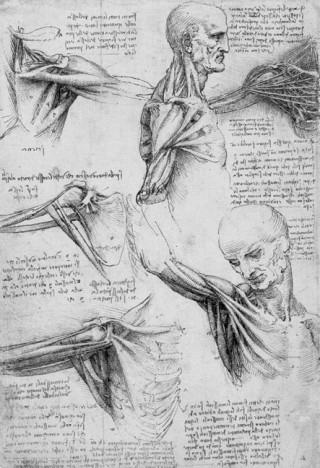 Leonardo da Vinci 1510. Detail of Anatomical Studies