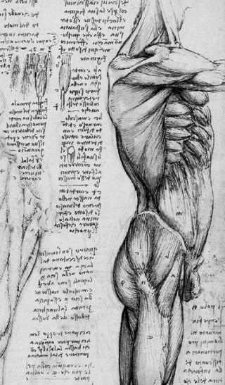 Leonardo da Vinci 1510. Detail of Anatomical Studies