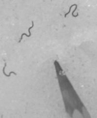 Ледниковые черви (Mesenchytraeus solifugus)
